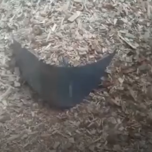 Filtration and Silage of woodchips